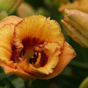 Hemerocallis Tiggerling
