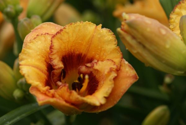 Hemerocallis Tiggerling