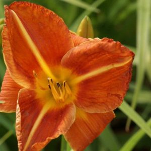 Hemerocallis Tuscawilla Tigres