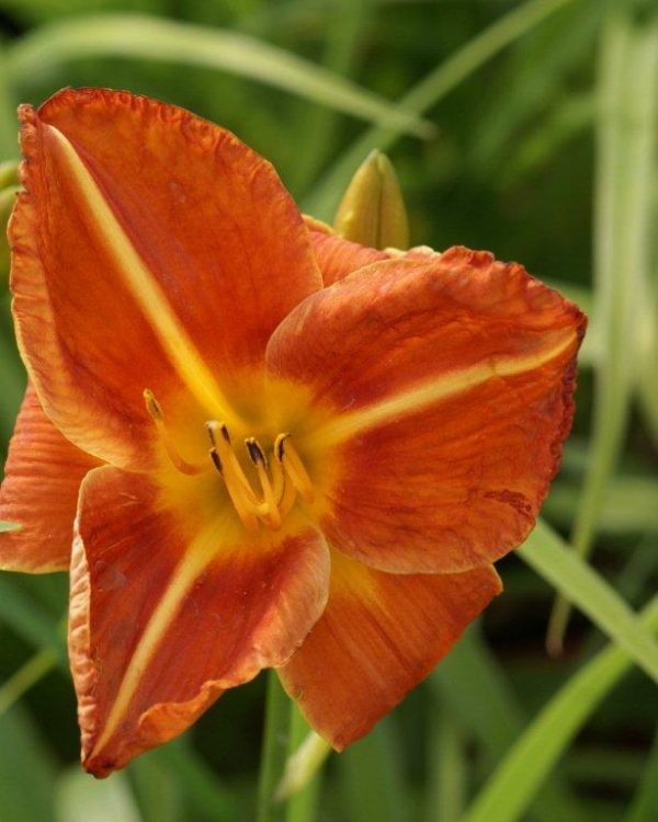 Hemerocallis Tuscawilla Tigres