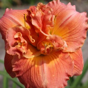 Hemerocallis Vision of Love