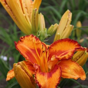Hemerocallis Volcano Queen