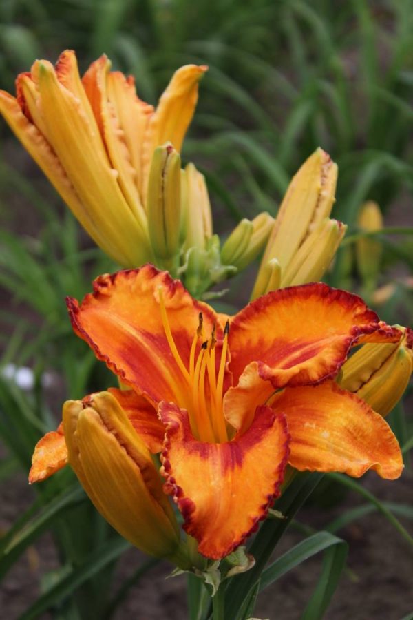 Hemerocallis Volcano Queen