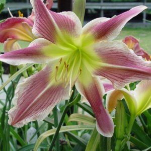 Hemerocallis Whatchil Wild Indian