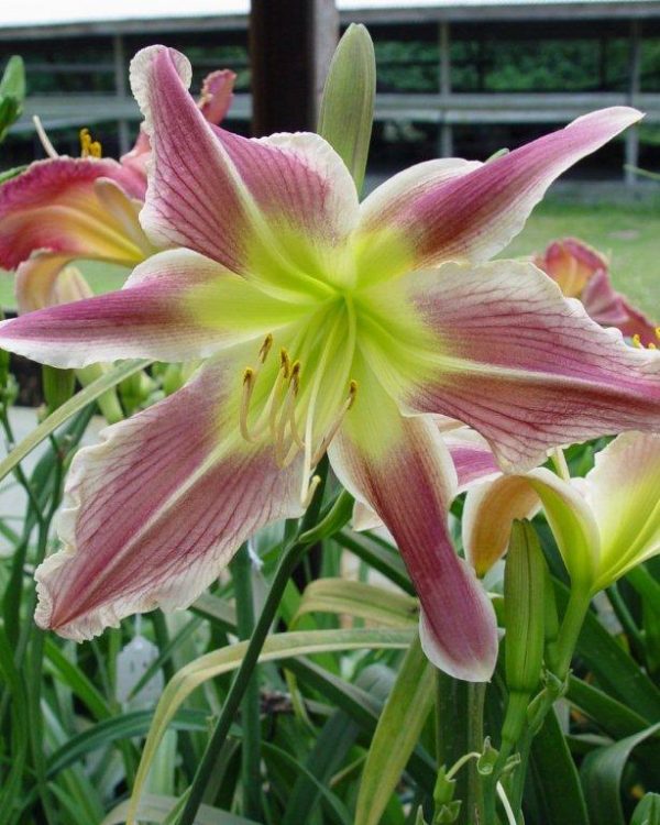 Hemerocallis Whatchil Wild Indian
