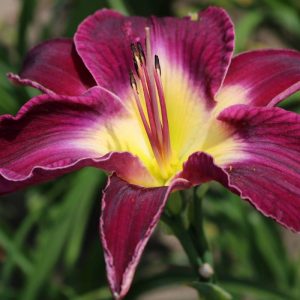 Hemerocallis Waterdragon
