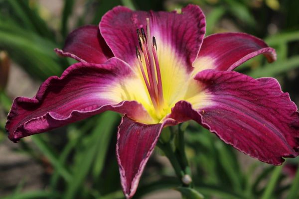 Hemerocallis Waterdragon