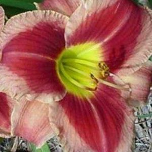 Hemerocallis Watermelon Slice
