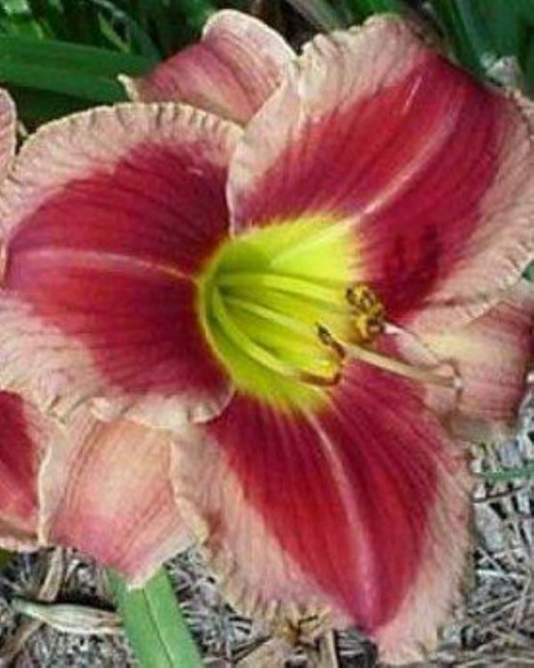 Hemerocallis Watermelon Slice
