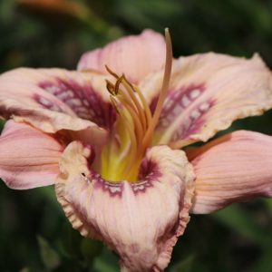 Hemerocallis Whale Tails