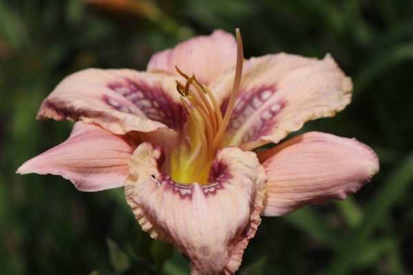 Hemerocallis Whale Tails