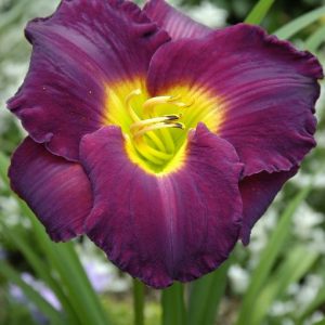 Hemerocallis Woodside Rhapsody