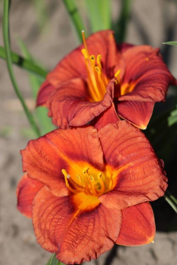 Hemerocallis Younique Orange - Image 2