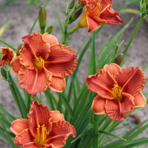 Hemerocallis Younique Orange