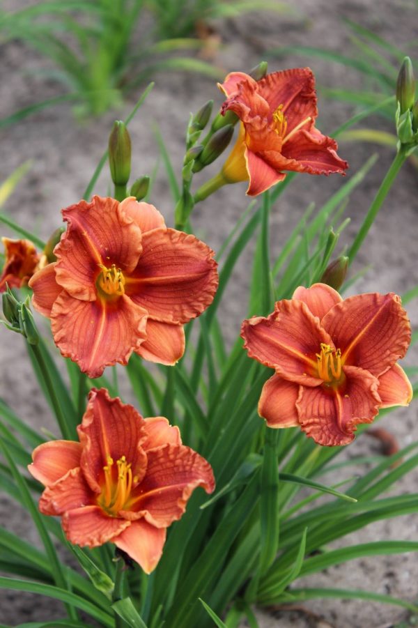 Hemerocallis Younique Orange