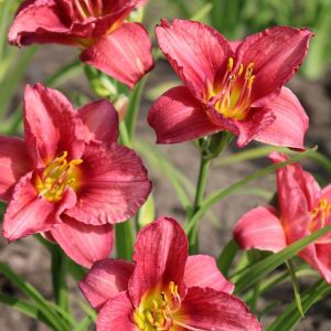 Hemerocallis Younique Red