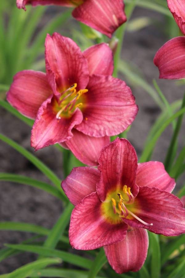 Hemerocallis Younique Red - Image 2