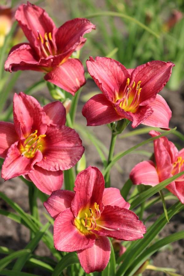 Hemerocallis Younique Red