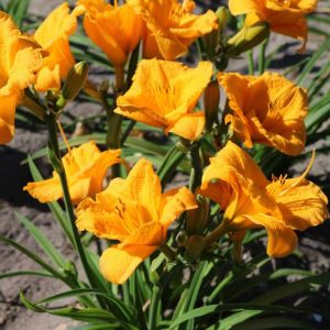 Hemerocallis Younique Yellow
