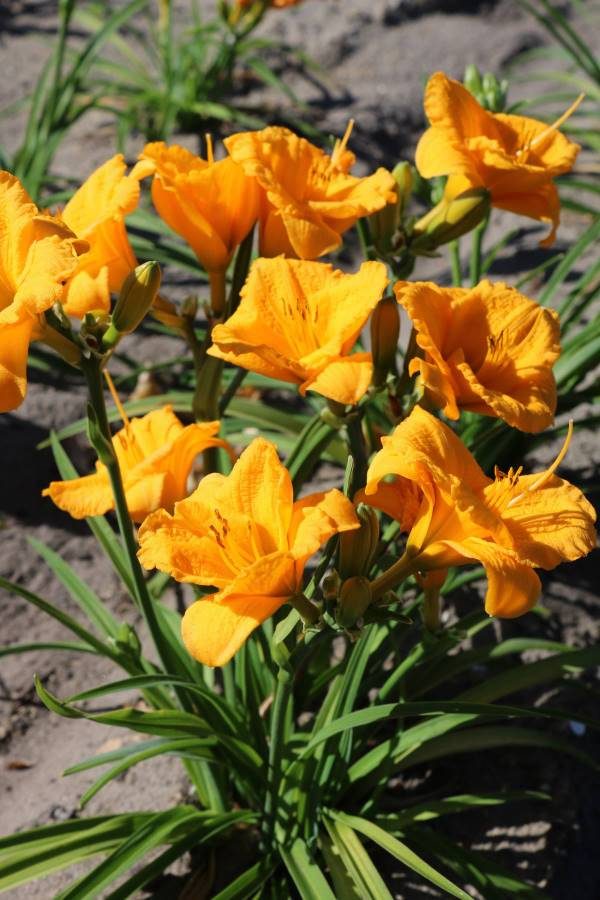 Hemerocallis Younique Yellow