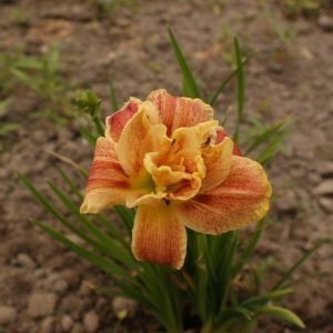 Hemerocallis Happy Hooligan
