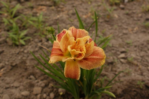 Hemerocallis Happy Hooligan