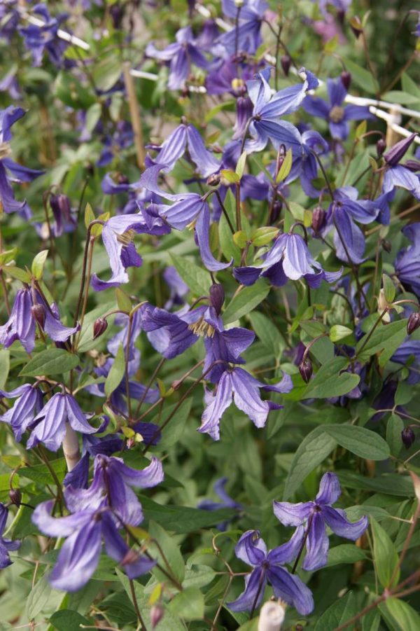 Clematis Hendersonii