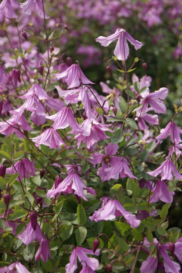 Clematis Hendryetta®