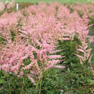 Astilbe Hennie Graafland