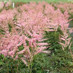 Astilbe simplicifolia