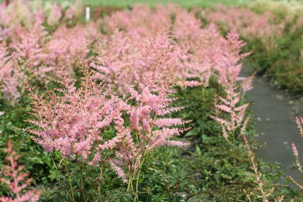 Astilbe Hennie Graafland