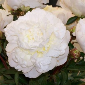 Paeonia  Henry Sass