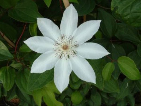 Clematis Henryi
