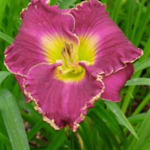 Hemerocallis Her Majesty Wizard