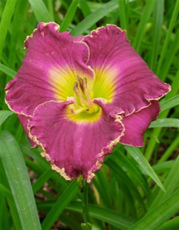 Hemerocallis Her Majesty Wizard