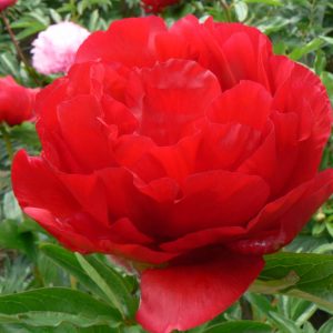 Paeonia  Heritage