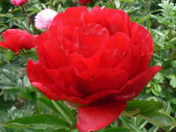 Paeonia  Heritage