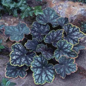 Heuchera Beauty Color