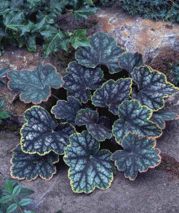 Heuchera Beauty Color