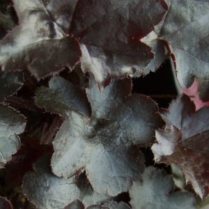 Heuchera Black Out®