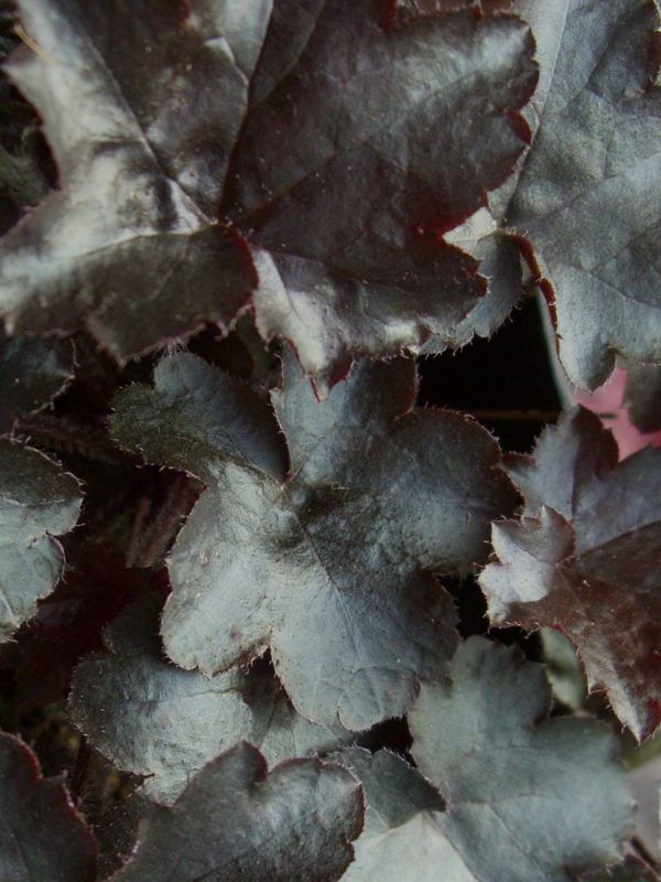 Heuchera Black Out®
