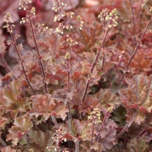 Heuchera Cappuccino