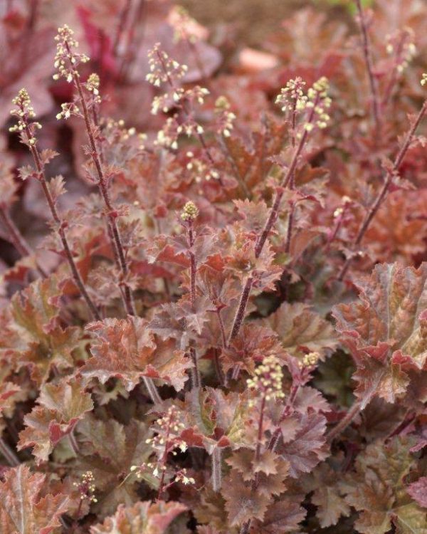 Heuchera Cappuccino