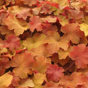 Heuchera Caramel®