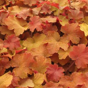 Heuchera Independent Series