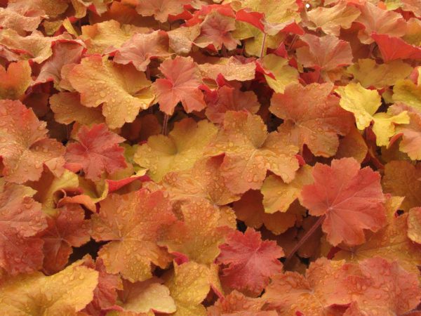 Heuchera Caramel®