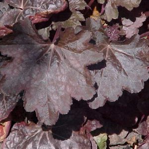 Heuchera Chocolate Veil