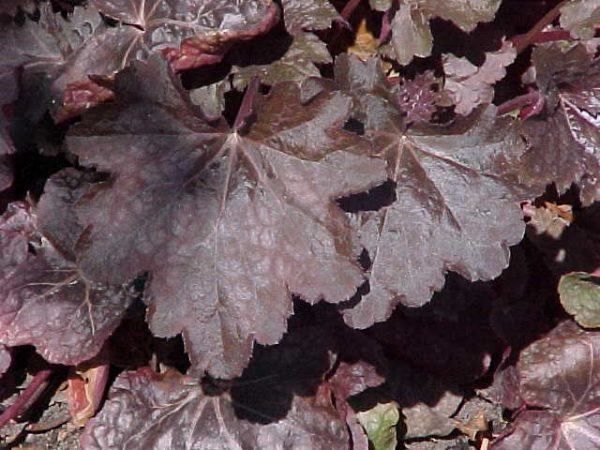 Heuchera Chocolate Veil
