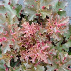 Heuchera Crimson Curls