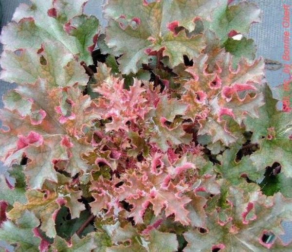 Heuchera Crimson Curls